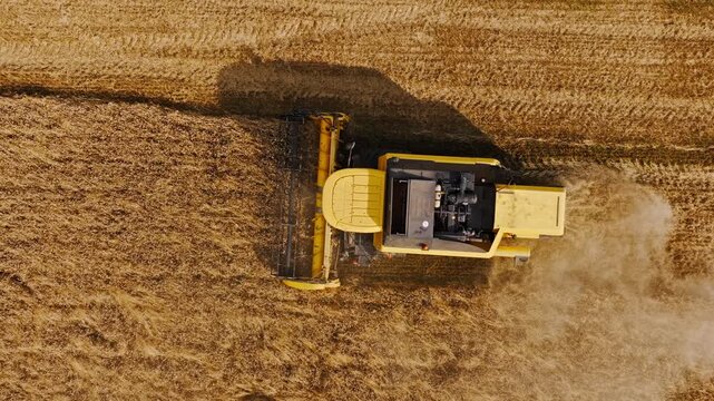 Drone perspective shows combine harvesting ripe wheat in rural landscape scene