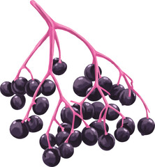 Elderberry Fruit Botanical Painting Herbal Berry Art