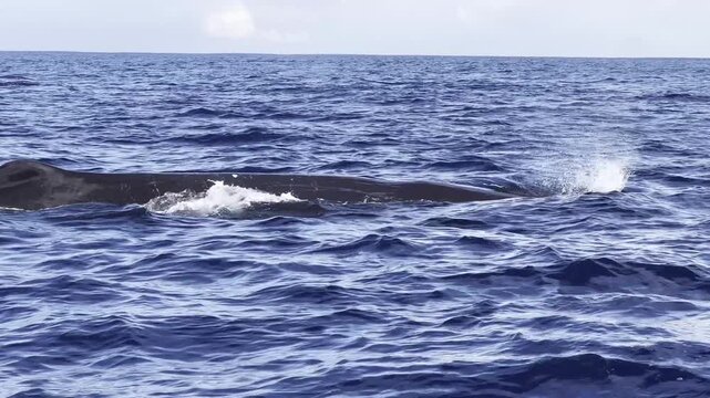 A majestic sperm whale stays afloat on the deep blue ocean surface to take a breath before diving