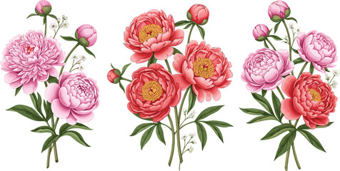 Beautiful pink and red peony flower bouquets, hand drawn botanical illustration for spring wedding decor, floral greeting cards, and nature patterns. © Itz Majbahuil Here