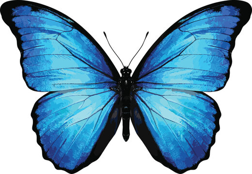 Beautiful Blue Morpho Butterfly Illustration Isolated on White Background for Tropical Nature Design, Summer Beauty, and Elegant Wildlife Graphic Art Projects