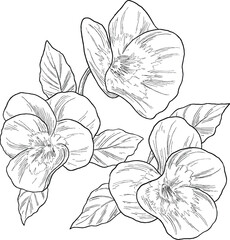 Winter Pansy Botanical Illustration &ndash; Vintage Floral Drawing