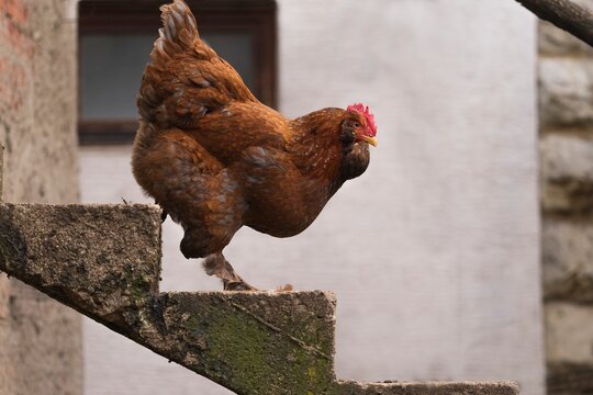 Chicken on Farm Steps