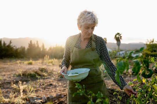 Senior woman harvesting vegetables in organic garden
