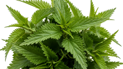 Vibrant green nettle plant with serrated leaves on black background