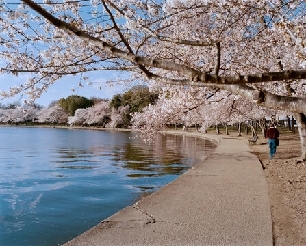 Tidal Blossom Cherry Blossoms