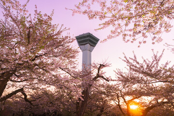 北海道函館2025春-五稜郭タワーと桜-06