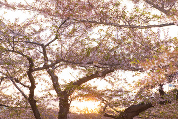 北海道函館2025春-五稜郭公園-06