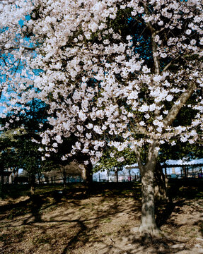 Bright Cherry Blossom Tree