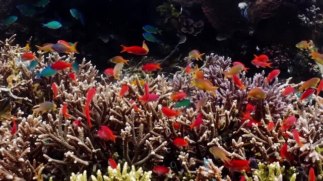 small, colorful fish that school in large numbers around coral reefs