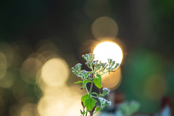 Sunset in the garden in the summer. Selective focus.