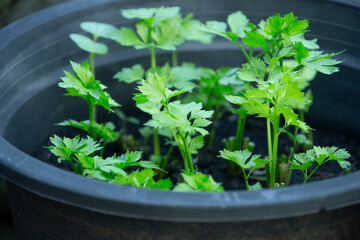 parsley seedlings in a pot, closeup of photo