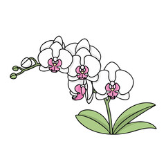 Beautiful white orchid flowers with pink centers on green stem