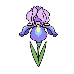 Vibrant purple iris flower with green leaves on black background