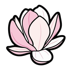 Vibrant pink and white magnolia flower in full bloom