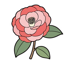 Vibrant pink camellia flower with green leaves on black background