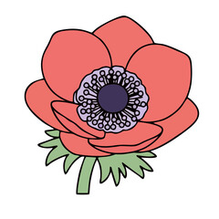 Vibrant pink anemone flower with green leaves on black background