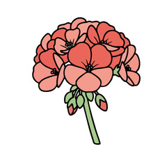 Vibrant pink peony flowers on black background