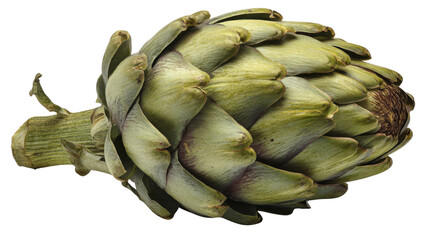 Obraz premium Green artichoke bud ready for cooking, representing healthy plant based raw food ingredients on transparent background