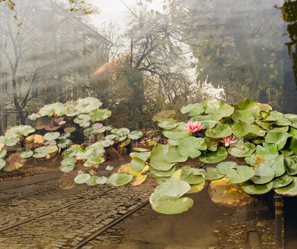 Multiple exposure

