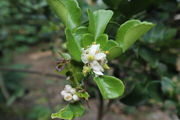 Fototapeta premium a kaffir lime tree (Citrus hystrix) with its flowers in a garden in Java, Indonesia 