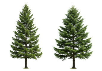 Two vibrant evergreen coniferous pine trees, one slender, one fuller, with deep emerald green needles, perfectly isolated on a transparent studio background with copy space. Concept of botanical