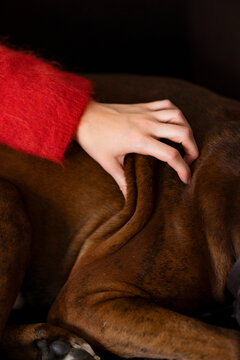Gentle Touch: Woman Petting Brown Dog