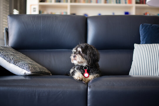 dog on sofa