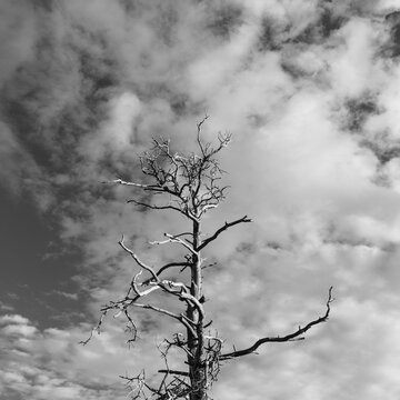 Dead tree and branches