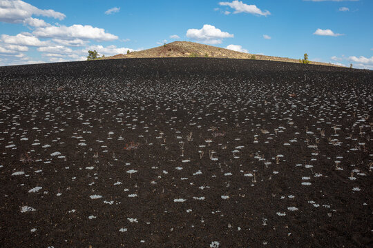 Barren lava field and sedges