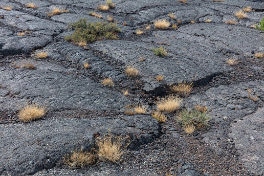 Volcanic rock and grasses