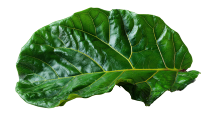 Fiddle-leaf fig plant leaf displaying vibrant green color and detailed veins with transparent background