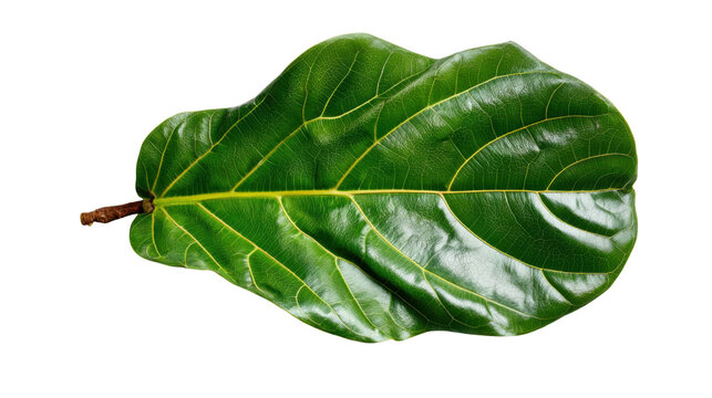 Fiddle leaf fig tree leaf isolated on transparent background, showcasing a vibrant green color and natural botanical pattern - Powered by Adobe