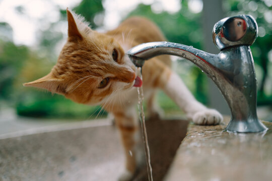Cat Drinking Water From a Tap in a Garden