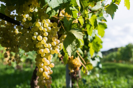 Golden Grapes Hanging in a Sunny Italian Vineyard