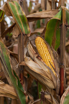 Mature Corn Ready for Harvest in Dried Agricultural Field