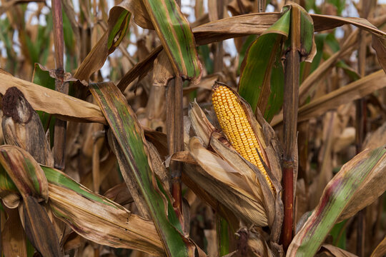 Mature Corn Ready for Harvest in Dried Agricultural Field