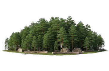 A dense forest with tall pine trees and a small clearing in the middle.