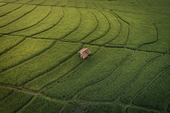 Wooden Hut in Rice Field at Sunset