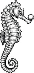 Detailed vintage engraving illustration of a seahorse in black and white line art with dot shading texture