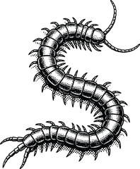 Black and White Centipede Engraving Style Illustration Vector Art