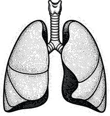 Black and White Human Lungs Anatomy Engraving Style Vector with Stippling Texture