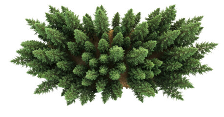 A dense forest of evergreen trees, viewed from above, with a png transparent