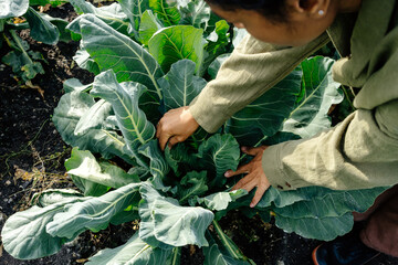 Close-up of woman’s hands tending leafy vegetables on eco-tourism farm