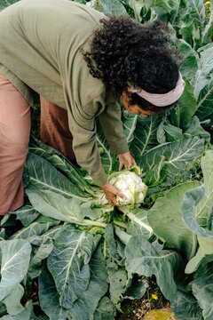Woman picking cauliflower on sustainable eco-tourism farm