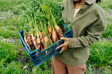Freshly harvested organic carrots in blue crate on eco farm