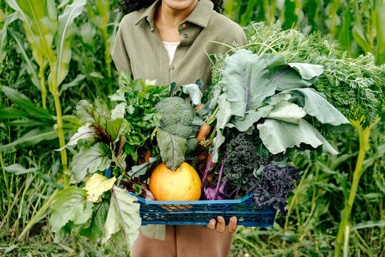 Fresh organic harvest of mixed vegetables on eco farm