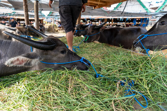 Buffalo for sell in Rantepao buffalo market known as Bolu market in Tana Toraja Sulawesi