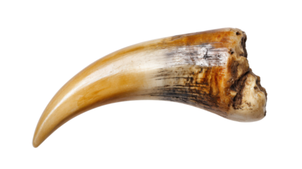 Animal claw representing predator instincts and natural power, isolated on transparent background