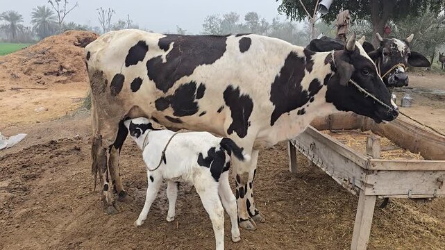 A mother cow stands beside her calf in a farm setting with a feeding trough nearby and some hay in the background